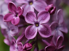 Lilac 'Declaration'