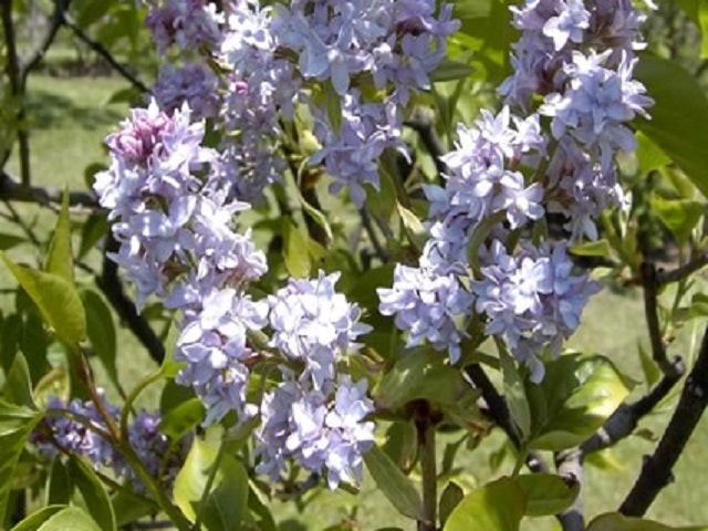 Lilac 'Azurea Plena' | Hope Springs Nursery