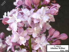 Lilac 'Atheline Wilbur'