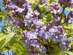 Lilac 'Aucubaefolia'