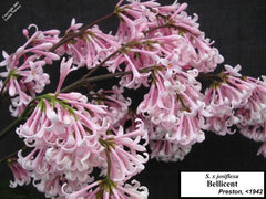 Lilac 'Bellicent'