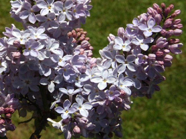 Lilac 'Charles Lindbergh'