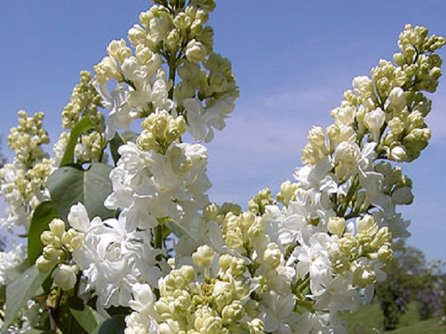 Lilac 'Edith Cavell'