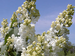 Lilac 'Edith Cavell'