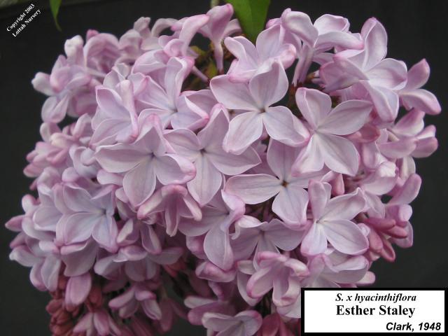 Lilac 'Esther Staley'