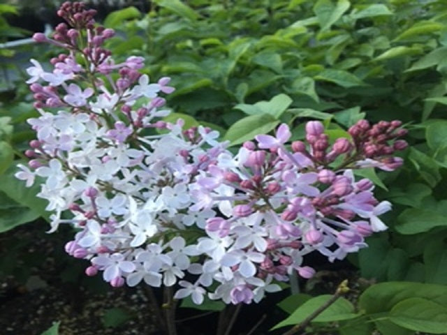 Lilac 'Excel'