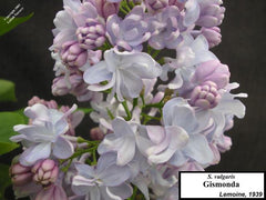 Lilac 'Gismonda'