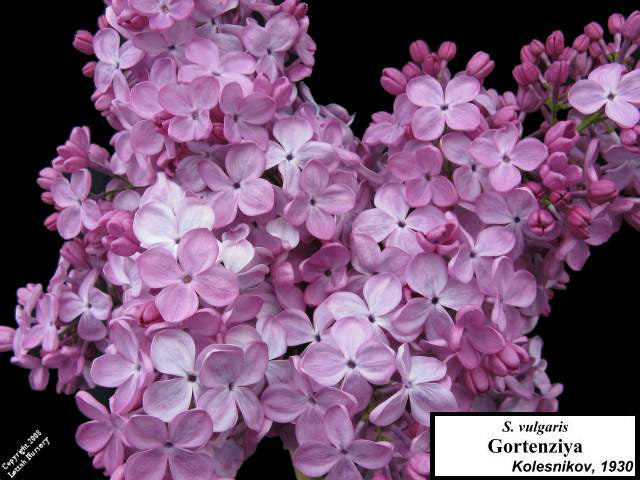 Lilac 'Gortenziya'