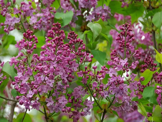 Lilac 'Asessippi'