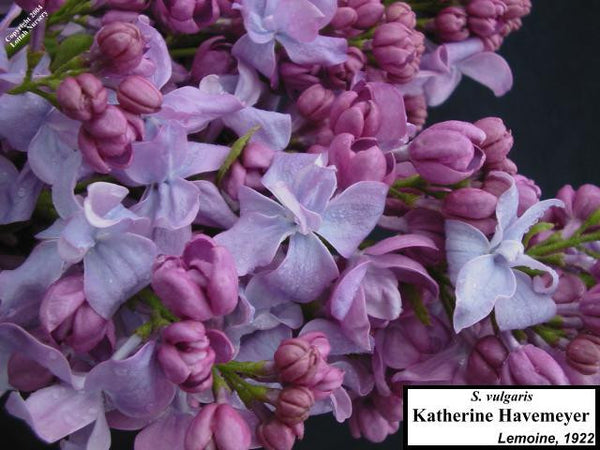 Lilac 'Katherine Havemeyer' | Hope Springs Nursery
