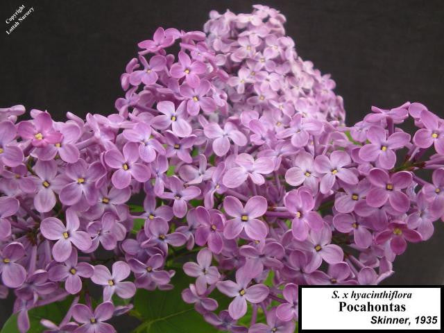 Lilac 'Pocahontas'