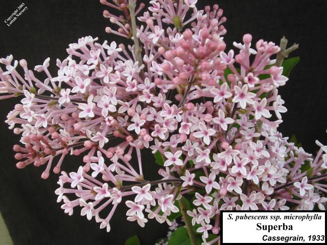 Lilac 'Superba'