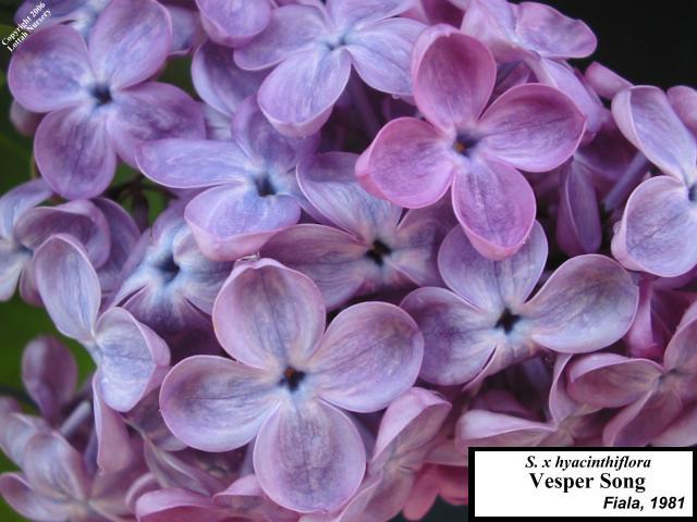 Lilac 'Vesper Song'