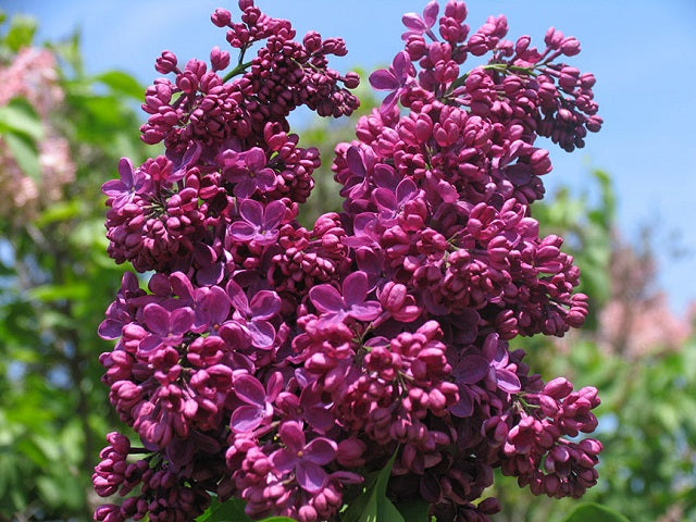 Lilac 'Znamya Lenina'