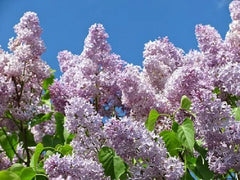 Lilac 'Duxbury Source'